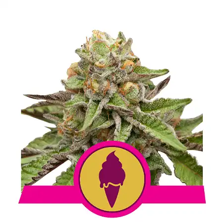 Green Gelato - Royal Queen Seeds 5