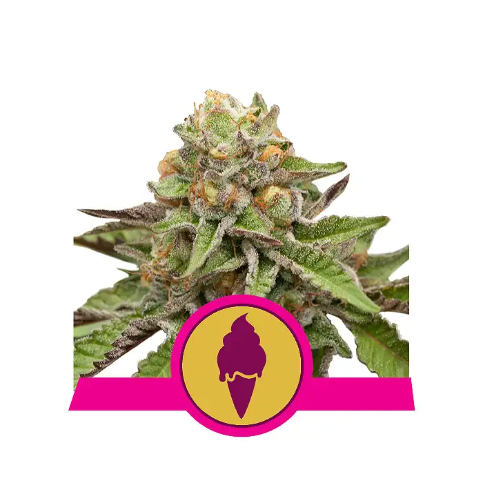 Green Gelato - Royal Queen Seeds 5