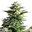 Amnesia Haze - Royal Queen Seeds 2 Amnesia Haze - Royal Queen Seeds 2