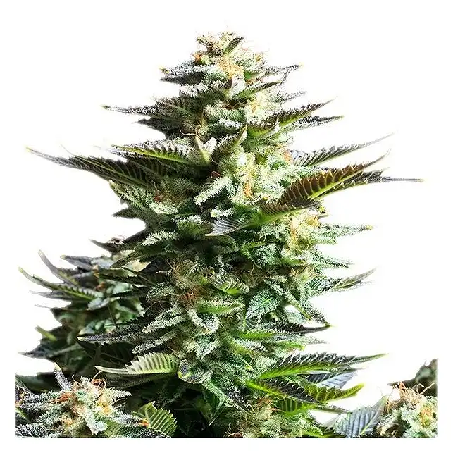 Amnesia Haze - Royal Queen Seeds 2