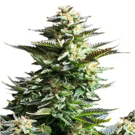 Amnesia Haze - Royal Queen Seeds 2
