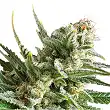 Amnesia Haze - Royal Queen Seeds 3 Amnesia Haze - Royal Queen Seeds 3