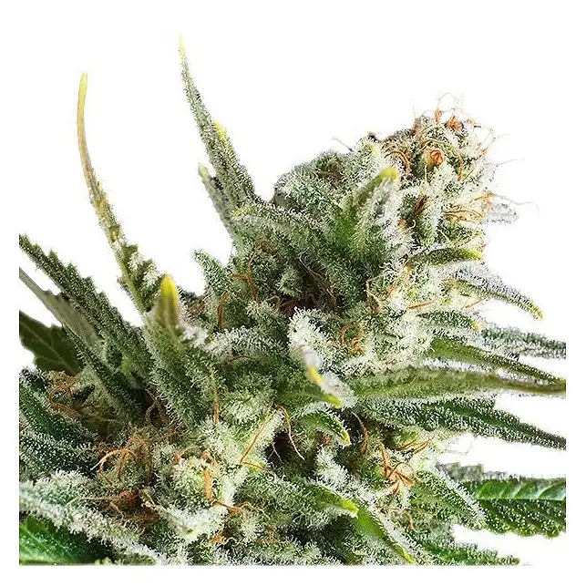Amnesia Haze - Royal Queen Seeds 3