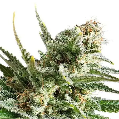 Amnesia Haze - Royal Queen Seeds 3