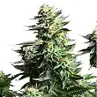 Amnesia Haze - Royal Queen Seeds 4