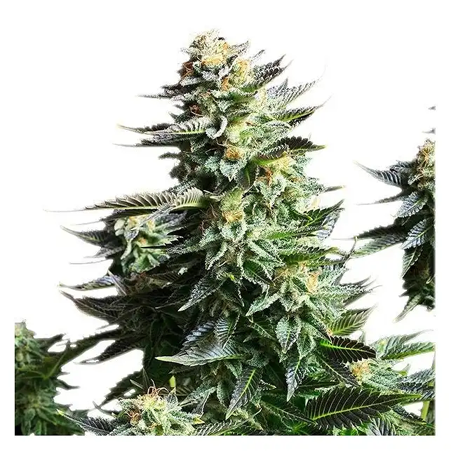Amnesia Haze - Royal Queen Seeds 4