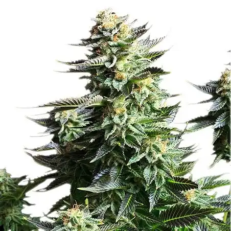 Amnesia Haze - Royal Queen Seeds 4