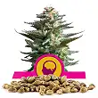 Amnesia Haze - Royal Queen Seeds 6 Amnesia Haze - Royal Queen Seeds 6