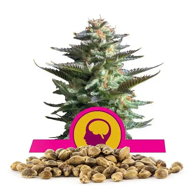 Amnesia Haze - Royal Queen Seeds 6