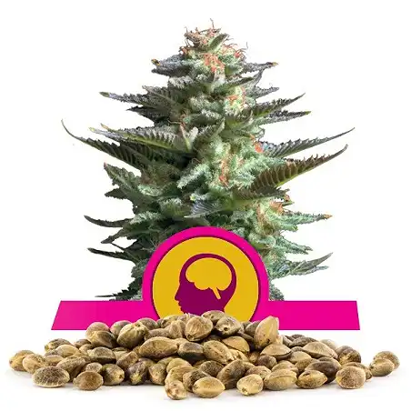 Amnesia Haze - Royal Queen Seeds 6