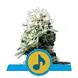 Dance World - Royal Queen Seeds 1
