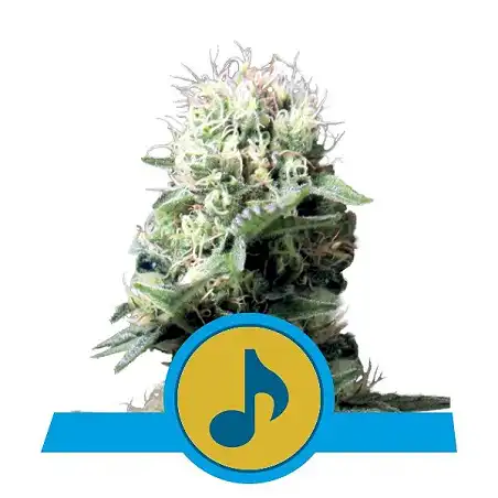 Dance World - Royal Queen Seeds 1