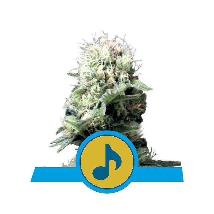 Dance World - Royal Queen Seeds 1