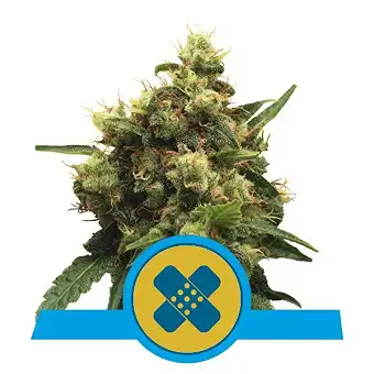Painkiller XL - Royal Queen Seeds 1