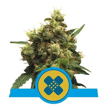 Painkiller XL - Royal Queen Seeds 1