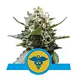 Royal Medic - Royal Queen Seeds 2