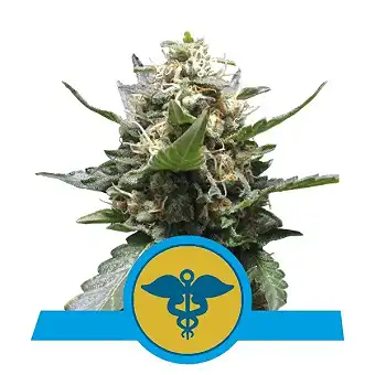 Royal Medic - Royal Queen Seeds 2