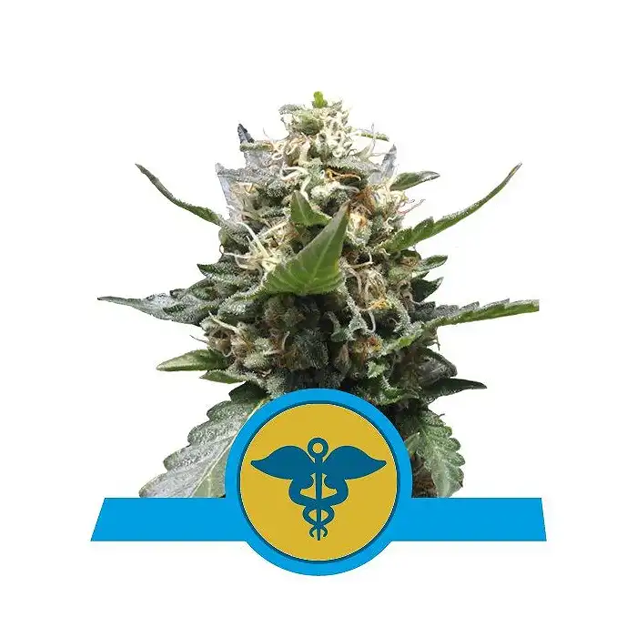 Royal Medic - Royal Queen Seeds 2