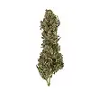 Royal Medic - Royal Queen Seeds