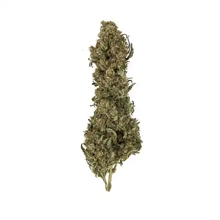 Royal Medic - Royal Queen Seeds
