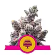 Wedding Gelato - Royal Queen Seeds Wedding Gelato - Royal Queen Seeds