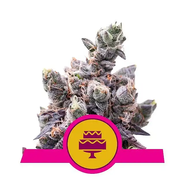 Wedding Gelato - Royal Queen Seeds