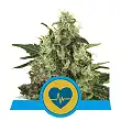 Medical Mass - Royal Queen Seeds 2