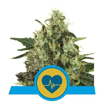 Medical Mass - Royal Queen Seeds 2