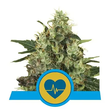 Medical Mass - Royal Queen Seeds 2