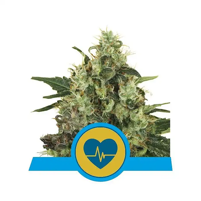 Medical Mass - Royal Queen Seeds 2