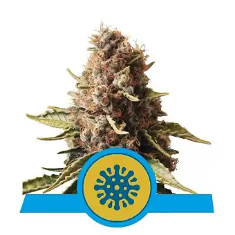 Euphoria - Royal Queen Seeds 3