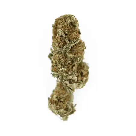 Euphoria - Royal Queen Seeds
