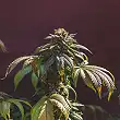 Euphoria - Royal Queen Seeds 1