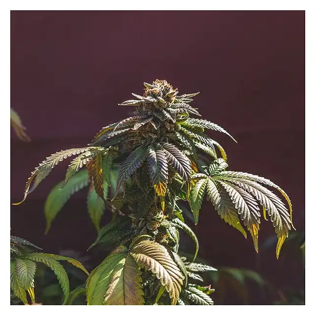 Euphoria - Royal Queen Seeds 1