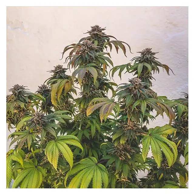 Euphoria - Royal Queen Seeds 2
