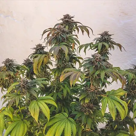 Euphoria - Royal Queen Seeds 2
