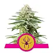 White Widow - Royal Queen Seeds 3