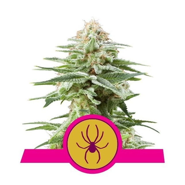 White Widow - Royal Queen Seeds 3