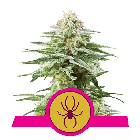 White Widow - Royal Queen Seeds 3