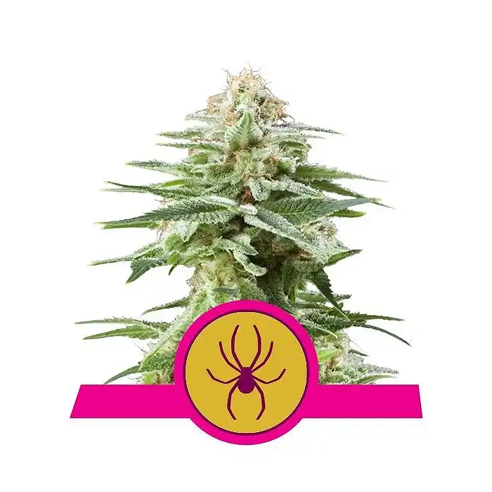 White Widow - Royal Queen Seeds 3