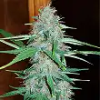 White Widow - Royal Queen Seeds 2