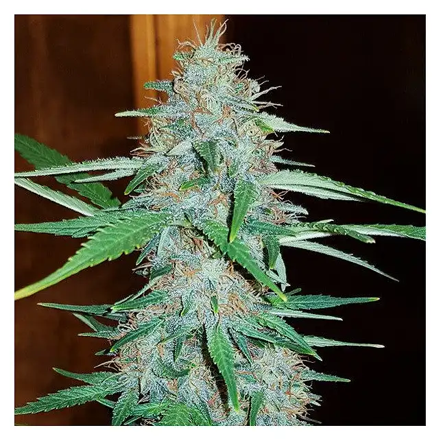 White Widow - Royal Queen Seeds 2