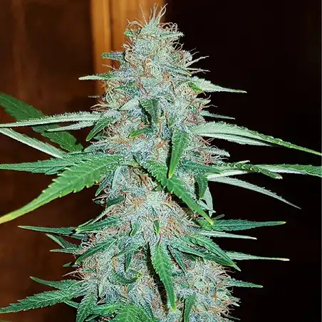 White Widow - Royal Queen Seeds 2