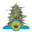 Royal Highness - Royal Queen Seeds 3