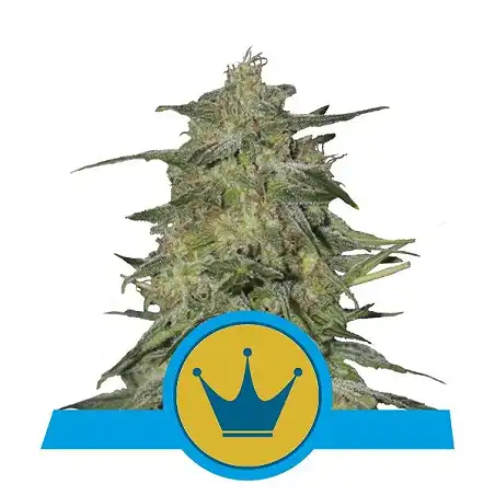 Royal Highness - Royal Queen Seeds 3
