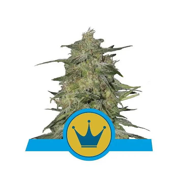 Royal Highness - Royal Queen Seeds 3