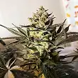 Royal Highness - Royal Queen Seeds 1 Royal Highness - Royal Queen Seeds 1