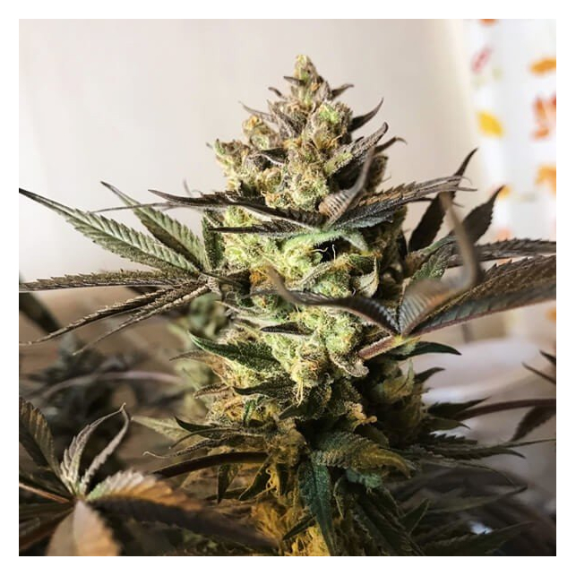 Royal Highness - Royal Queen Seeds 3