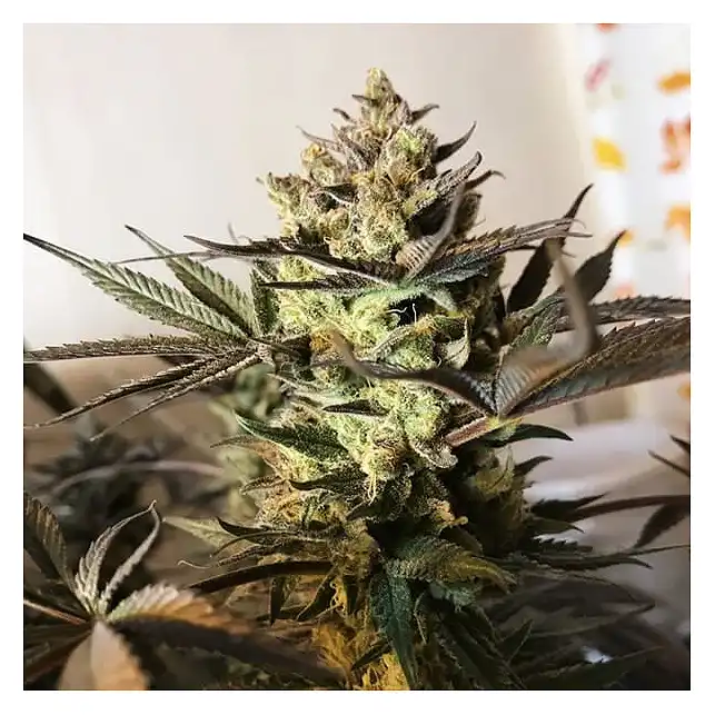 Royal Highness - Royal Queen Seeds 1