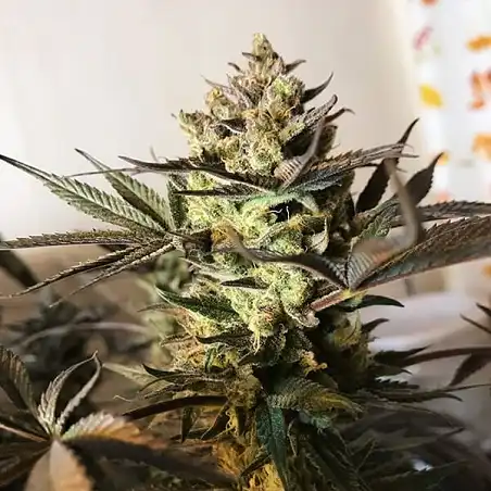 Royal Highness - Royal Queen Seeds 1